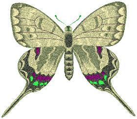 butterflygraphic14.gif