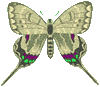 butterflygraphic15.gif