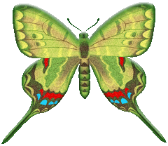 butterflygraphic16.gif