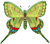 butterflygraphic17.gif